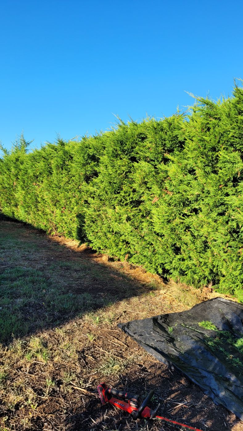 Rabattage d'une haie de tuyas, Mer, réalisé par AP JARDIN