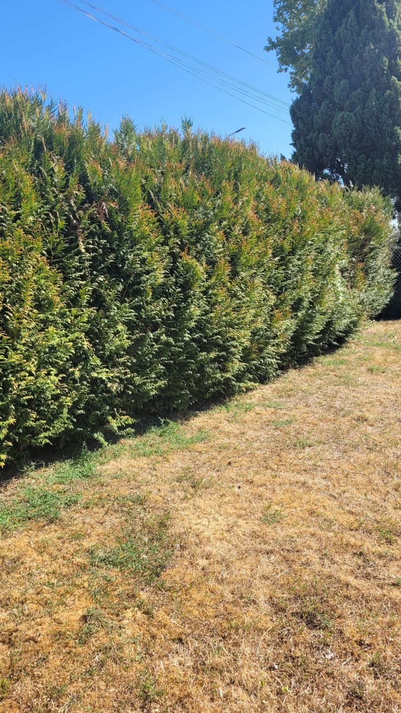 Taille de haie, Mer, réalisé par AP JARDIN