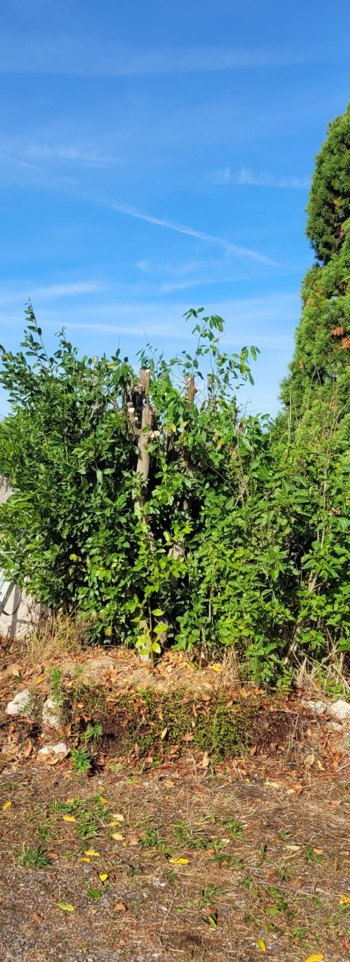 Rabattage d'un laurier, Mont-près-Chambord, réalisé par AP JARDIN