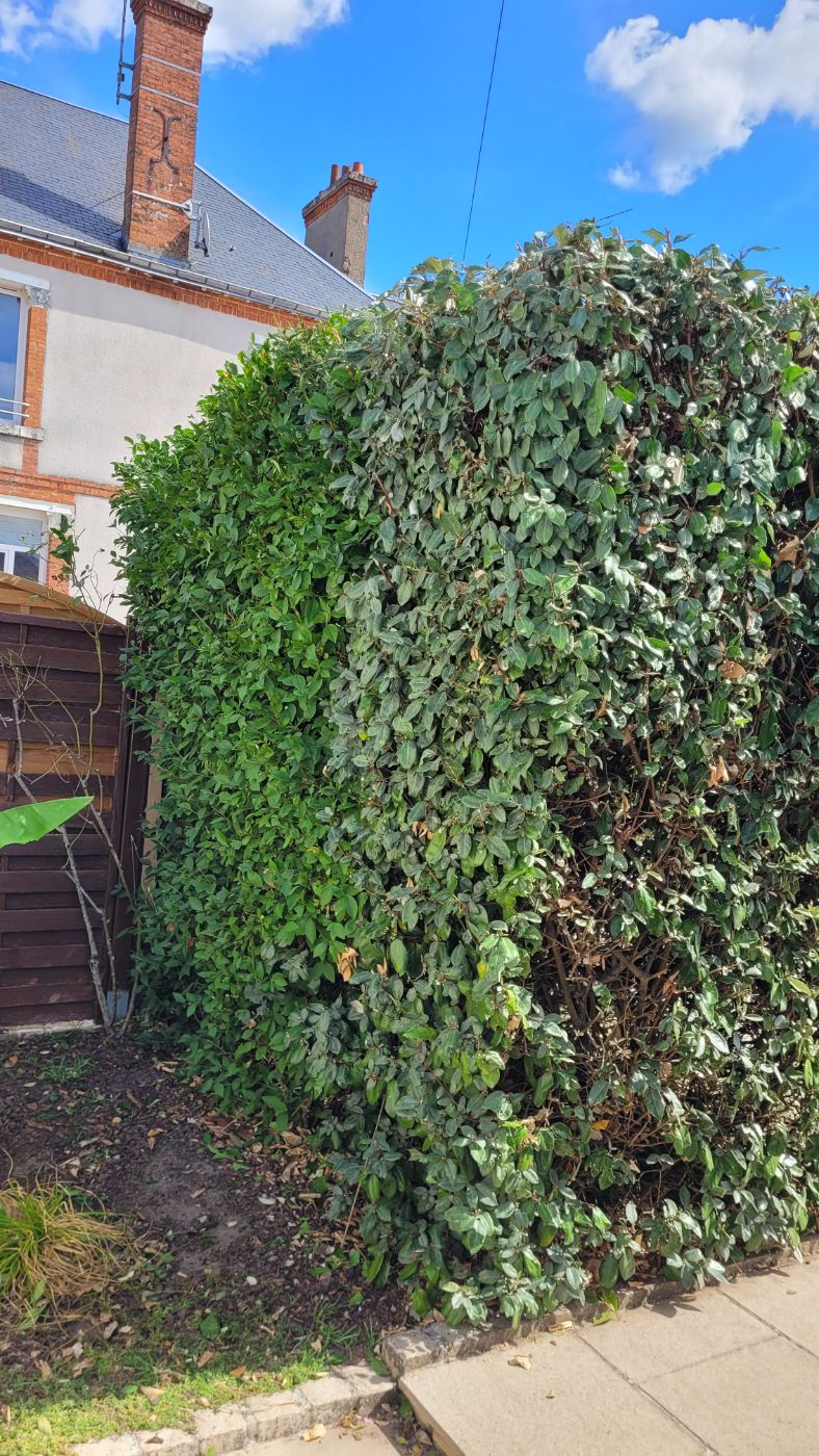 Taille de haie, Huisseau-sur-Cosson, réalisé par AP JARDIN
