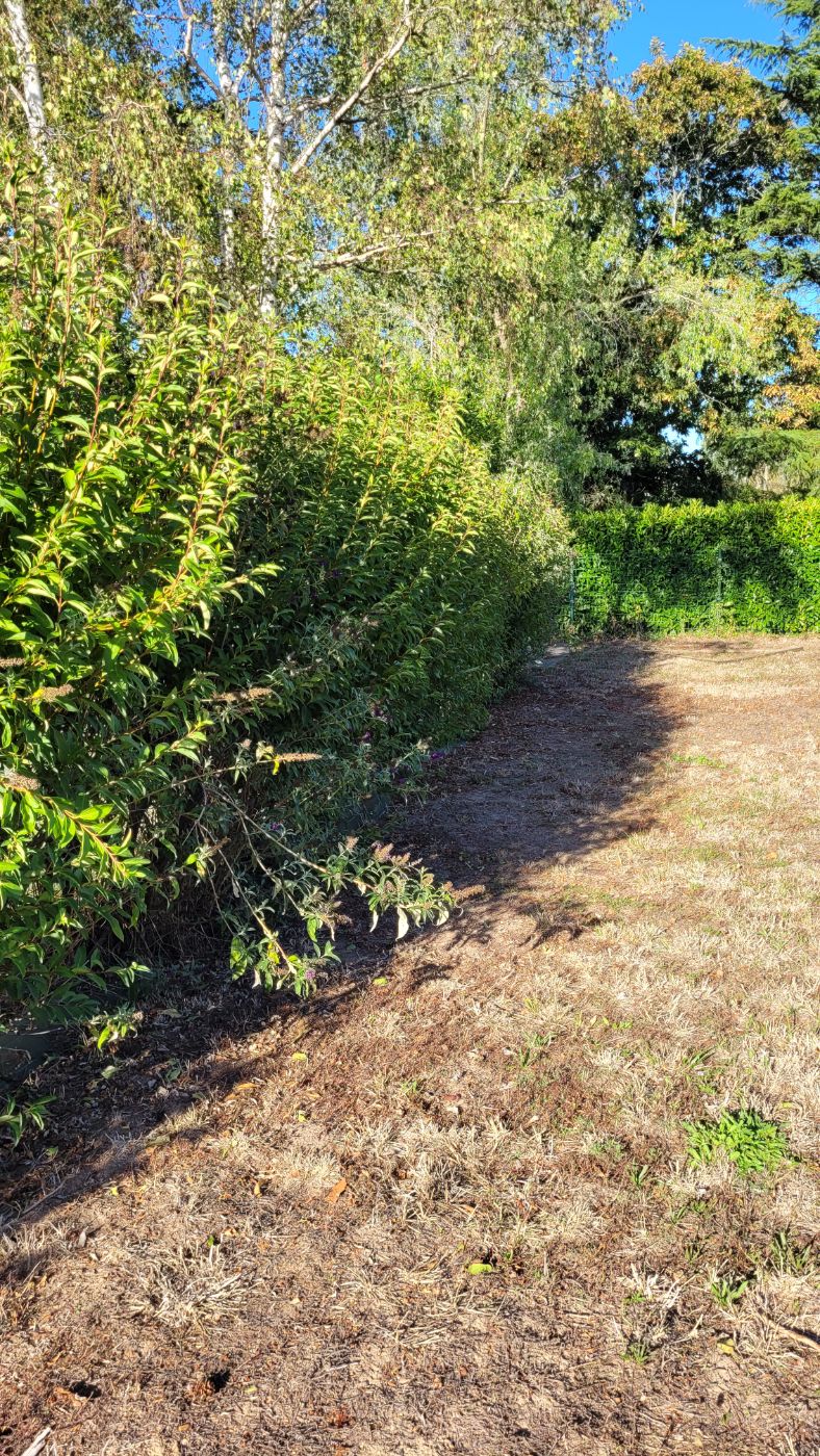 Taille de haie, Saint-Dyé-sur-Loire, réalisé par AP JARDIN