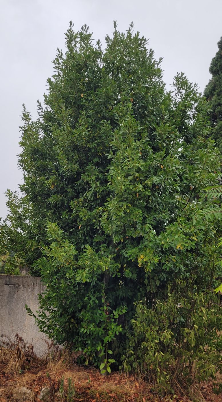 Rabattage d'un laurier, Mont-près-Chambord, réalisé par AP JARDIN