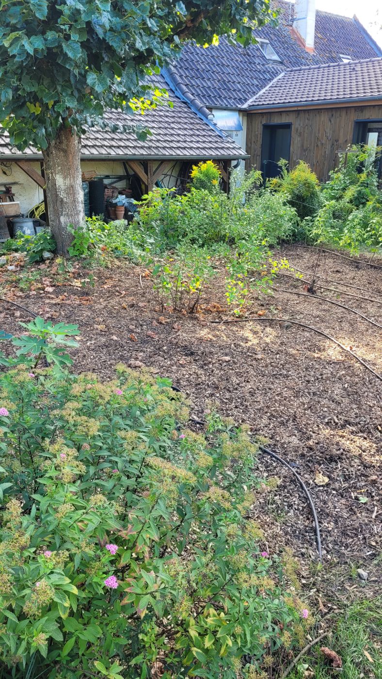 Débroussaillage avec paillage en broyat., Saint-Dyé-sur-Loire, réalisé par AP JARDIN