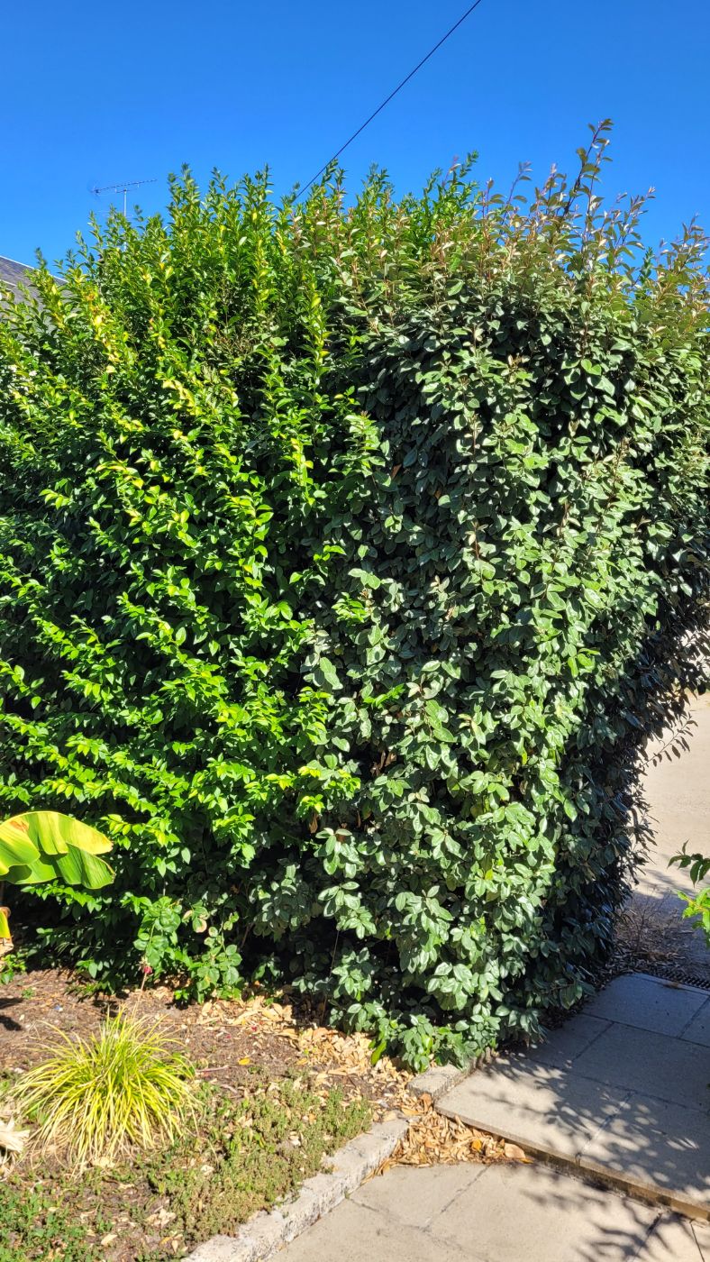 Taille de haie, Huisseau-sur-Cosson, réalisé par AP JARDIN