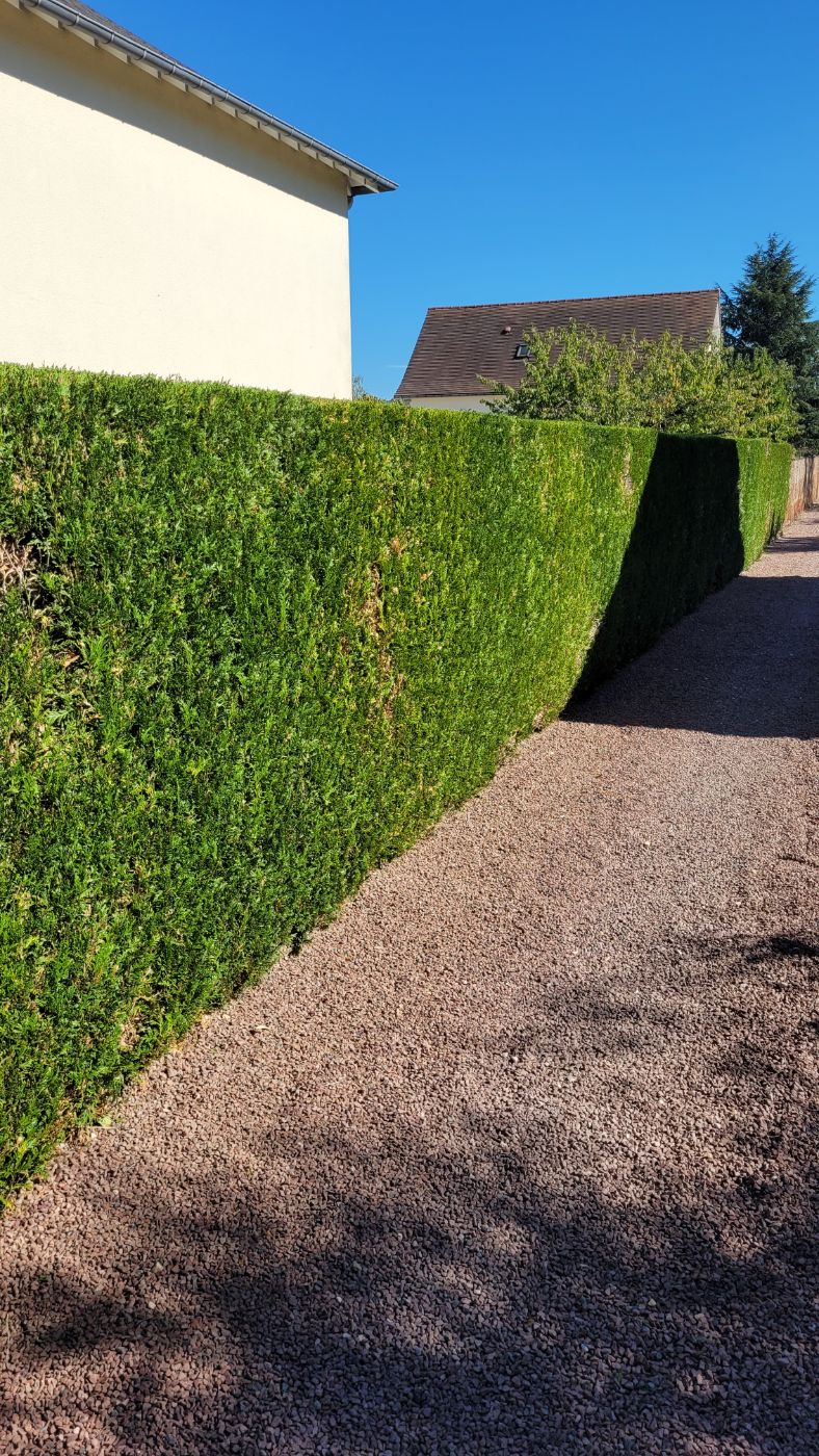 Taille de haie, Vineuil, réalisé par AP JARDIN