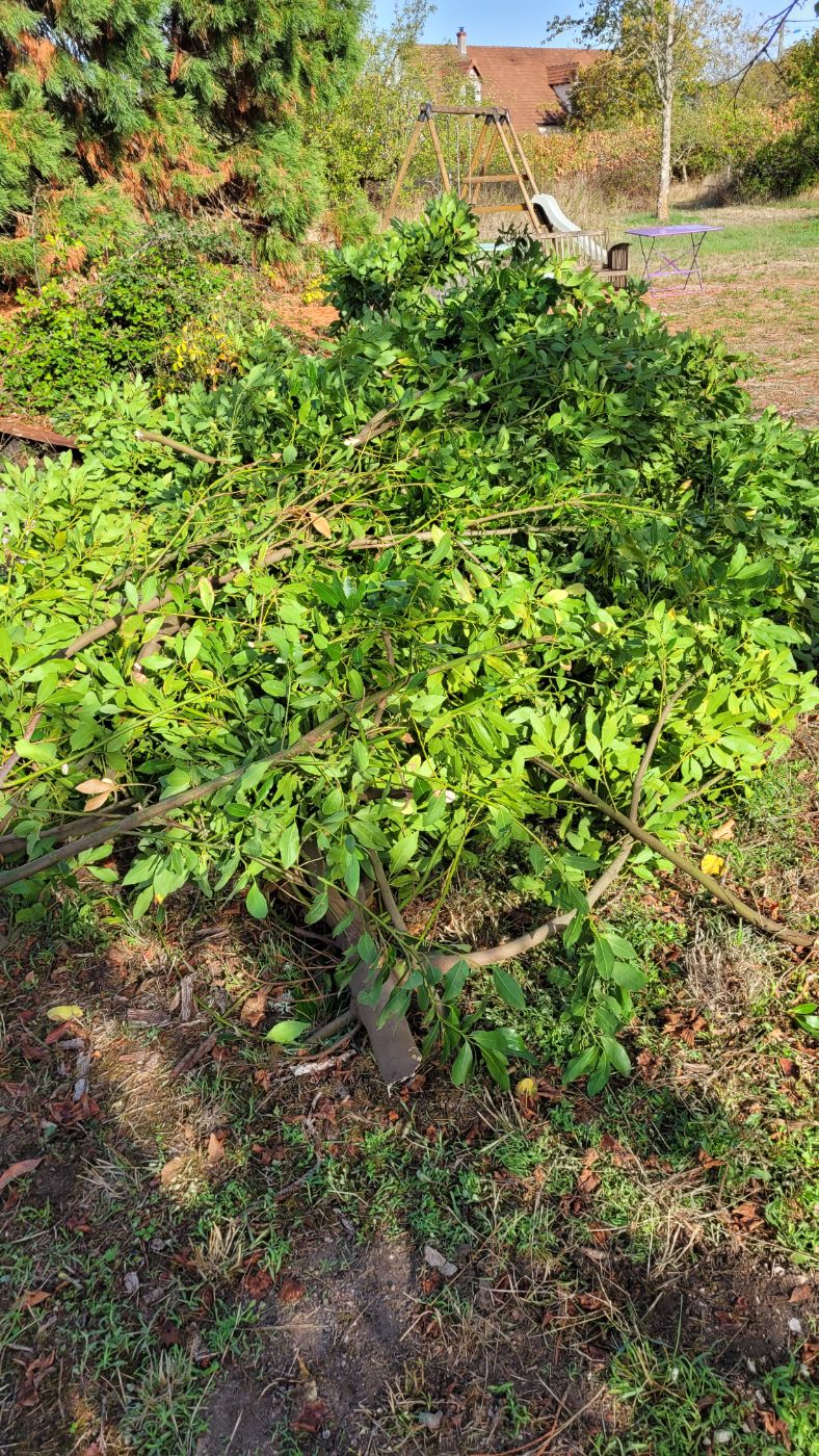 Rabattage d'un laurier, Mont-près-Chambord, réalisé par AP JARDIN