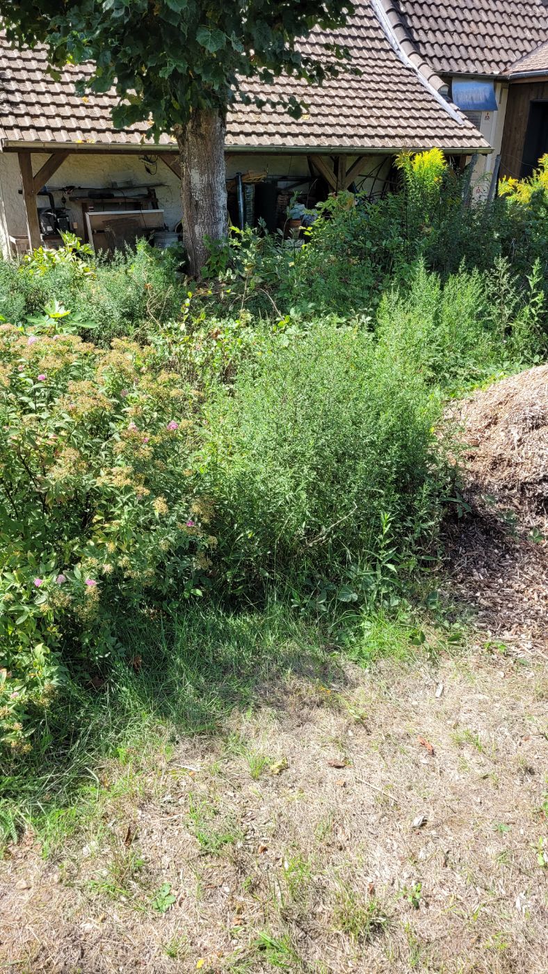 Débroussaillage avec paillage en broyat., Saint-Dyé-sur-Loire, réalisé par AP JARDIN