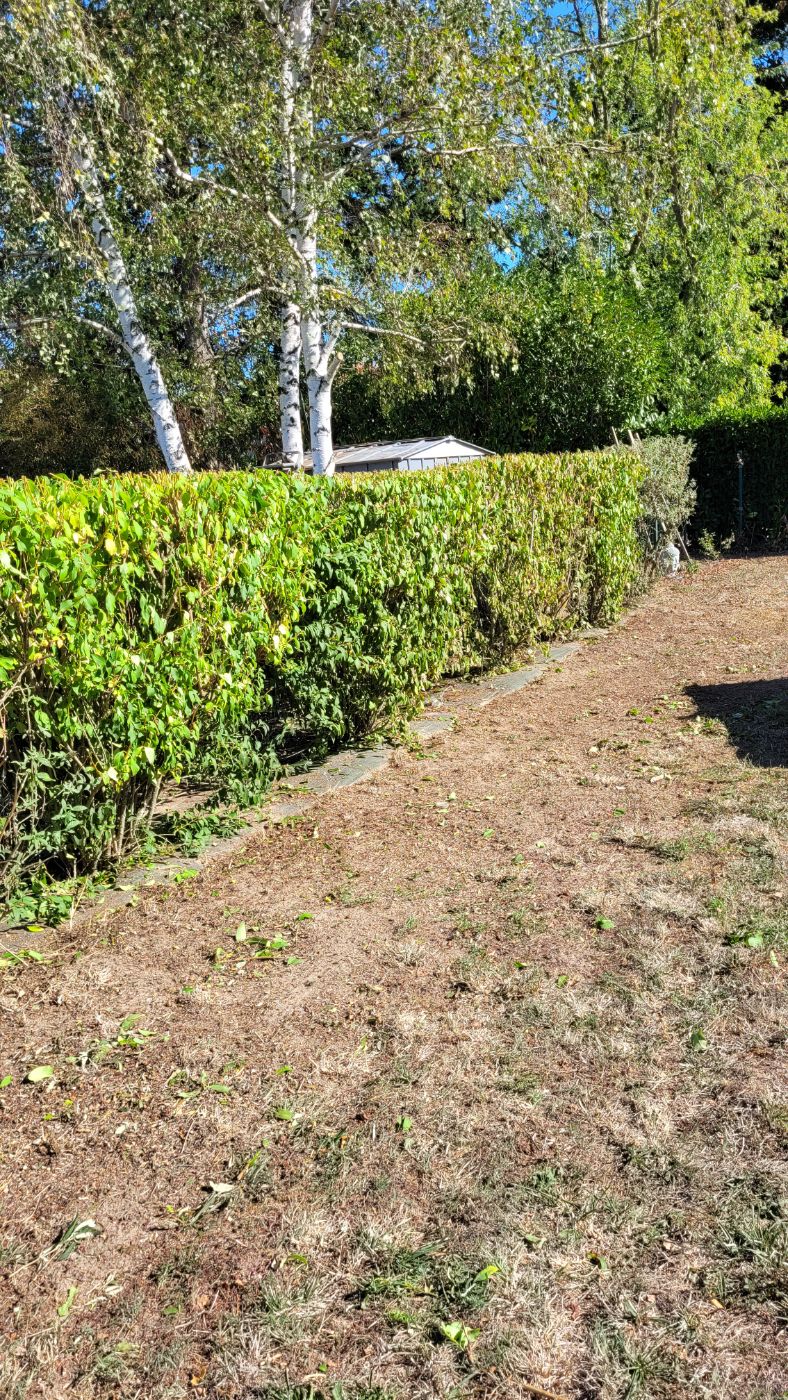 Taille de haie, Saint-Dyé-sur-Loire, réalisé par AP JARDIN