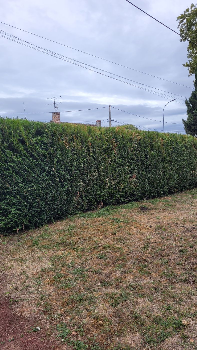 Taille de haie, Mer, réalisé par AP JARDIN