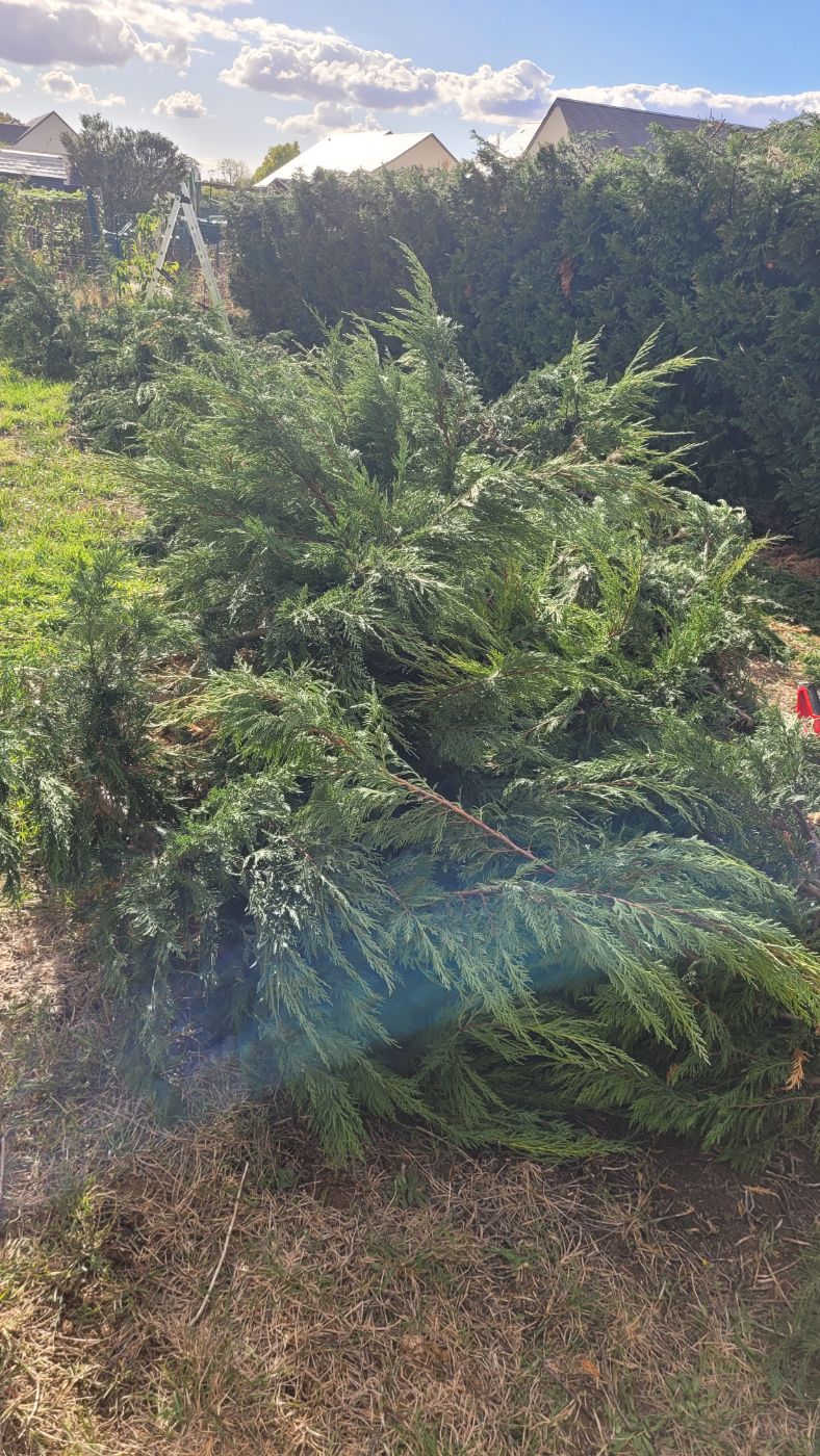 Rabattage d'une haie de tuyas, Mer, réalisé par AP JARDIN