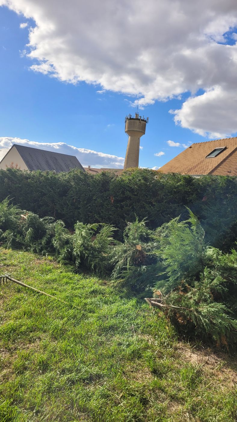 Rabattage d'une haie de tuyas, Mer, réalisé par AP JARDIN