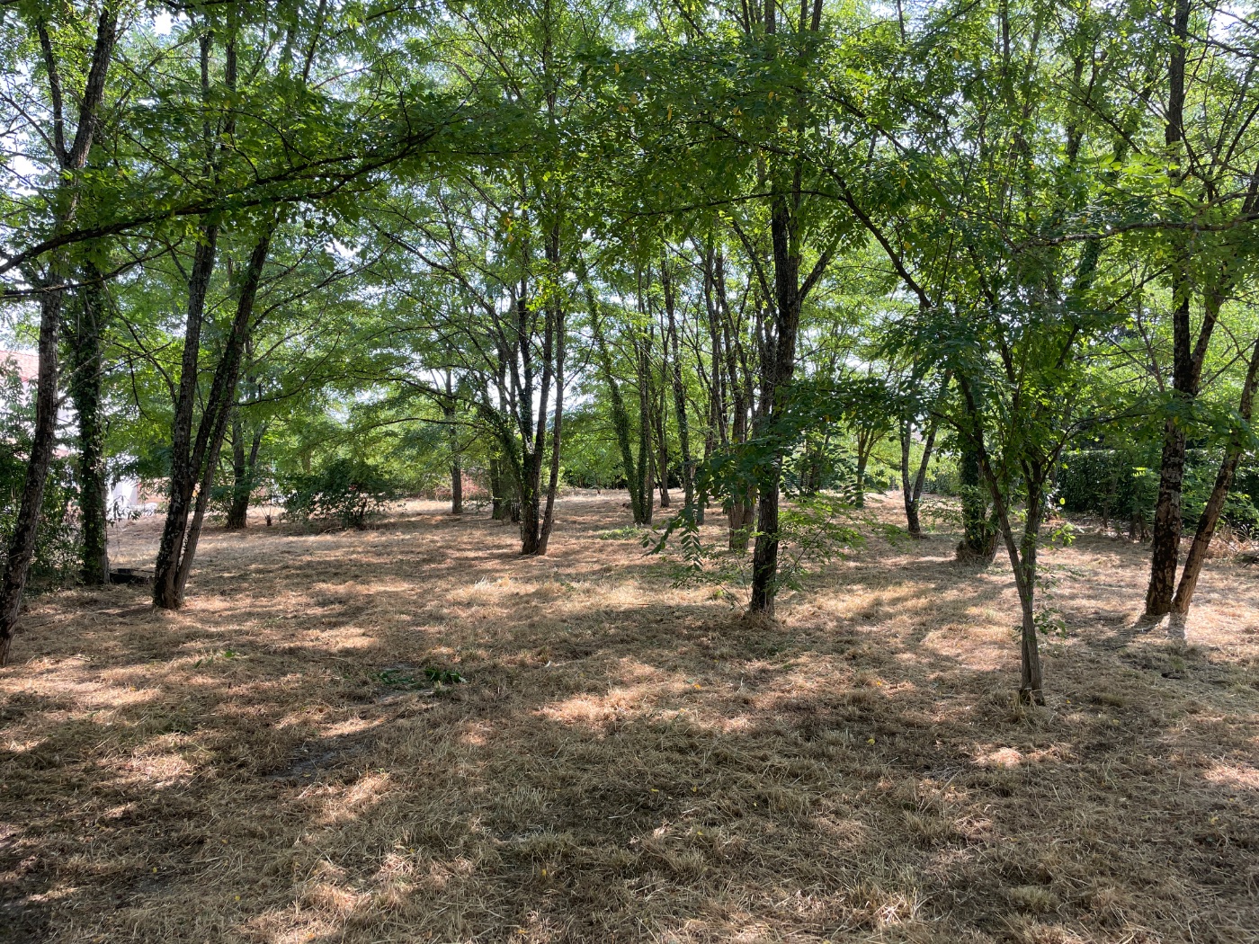 Débroussaillage d’une parcelle de 5000m2, Pessac, réalisé par Au Soleil Des Espaces Verts