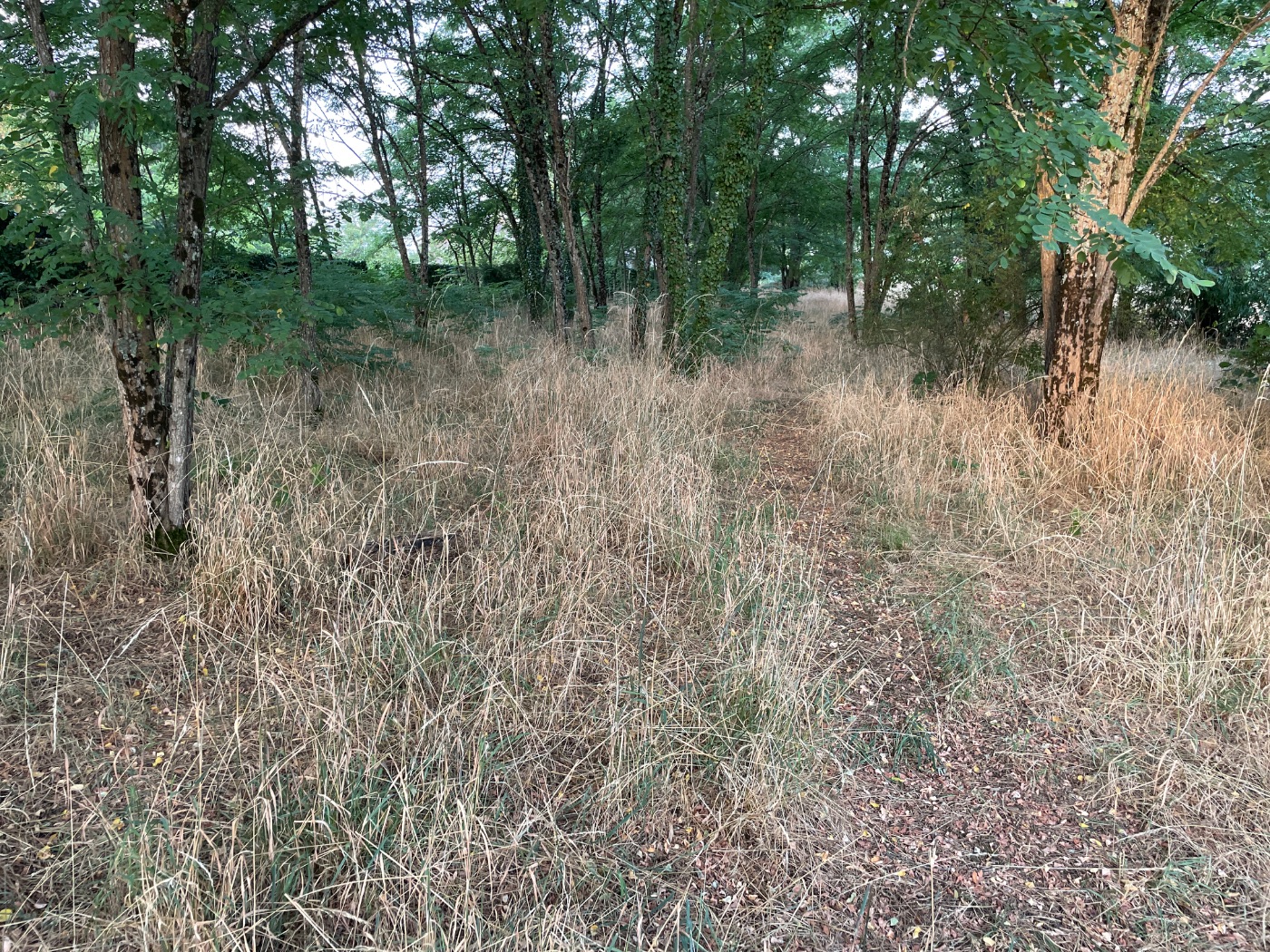 Débroussaillage d’une parcelle de 5000m2, Pessac, réalisé par Au Soleil Des Espaces Verts