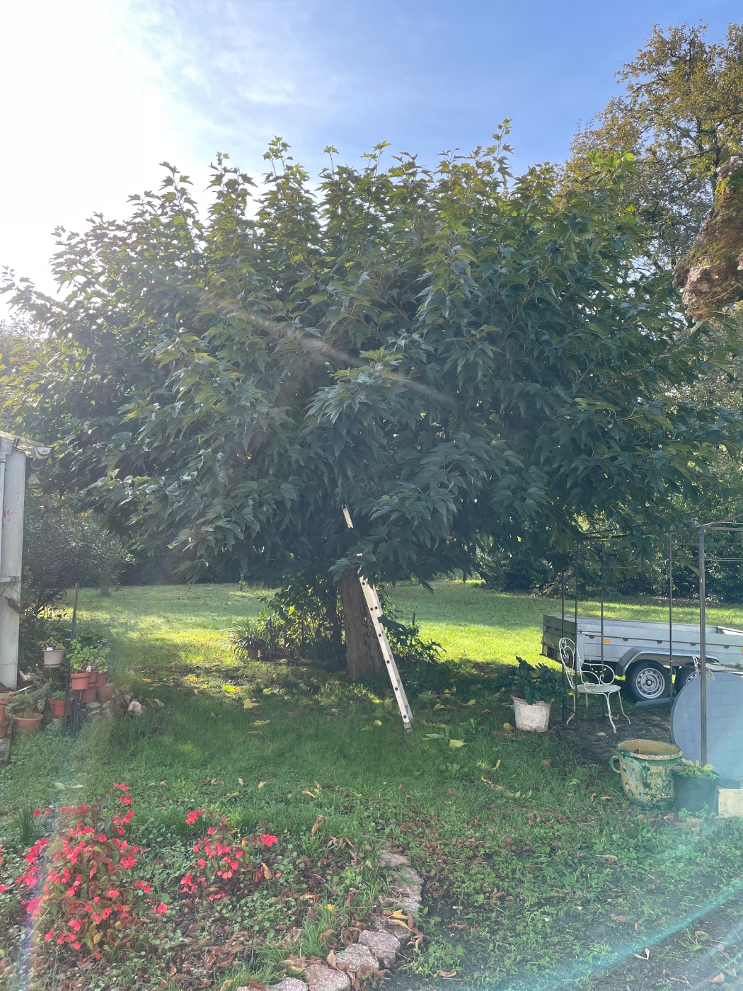 Élagage d’arbre, Cestas, réalisé par Au Soleil Des Espaces Verts