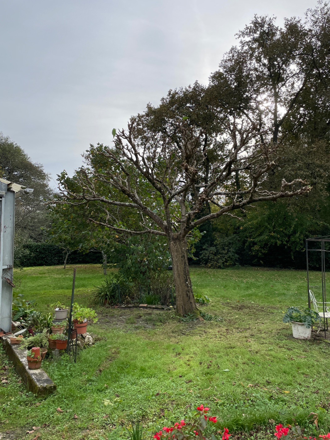 Élagage d’arbre, Cestas, réalisé par Au Soleil Des Espaces Verts