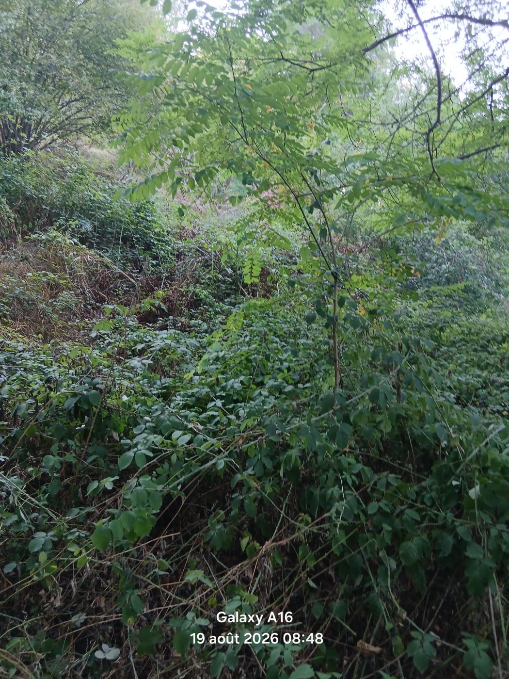 Remise au propre d'un terrain en pente., Campouriez, réalisé par Beglan LOUIS