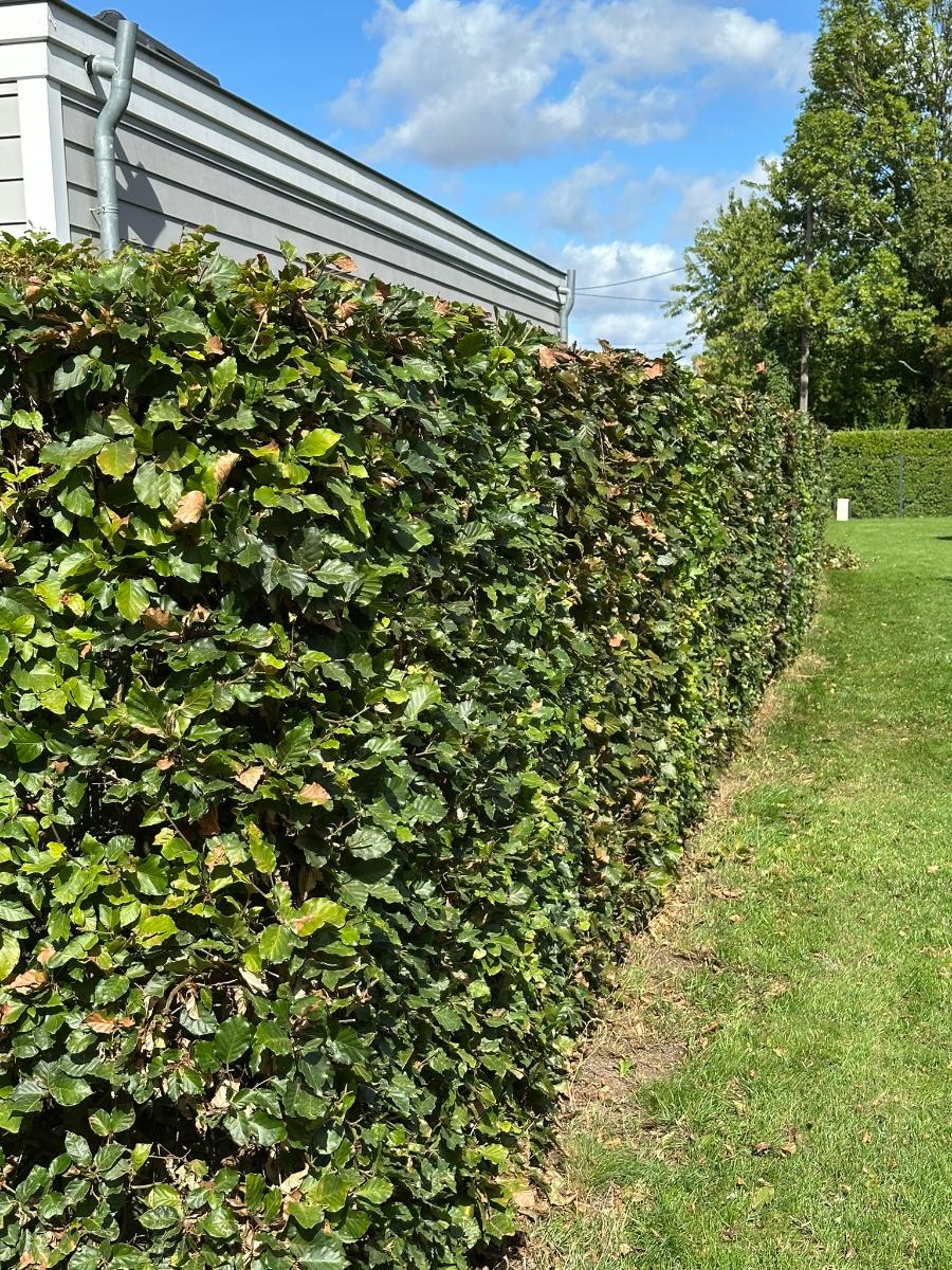 Chantier réalisé par BLEUZET Parcs et Jardins