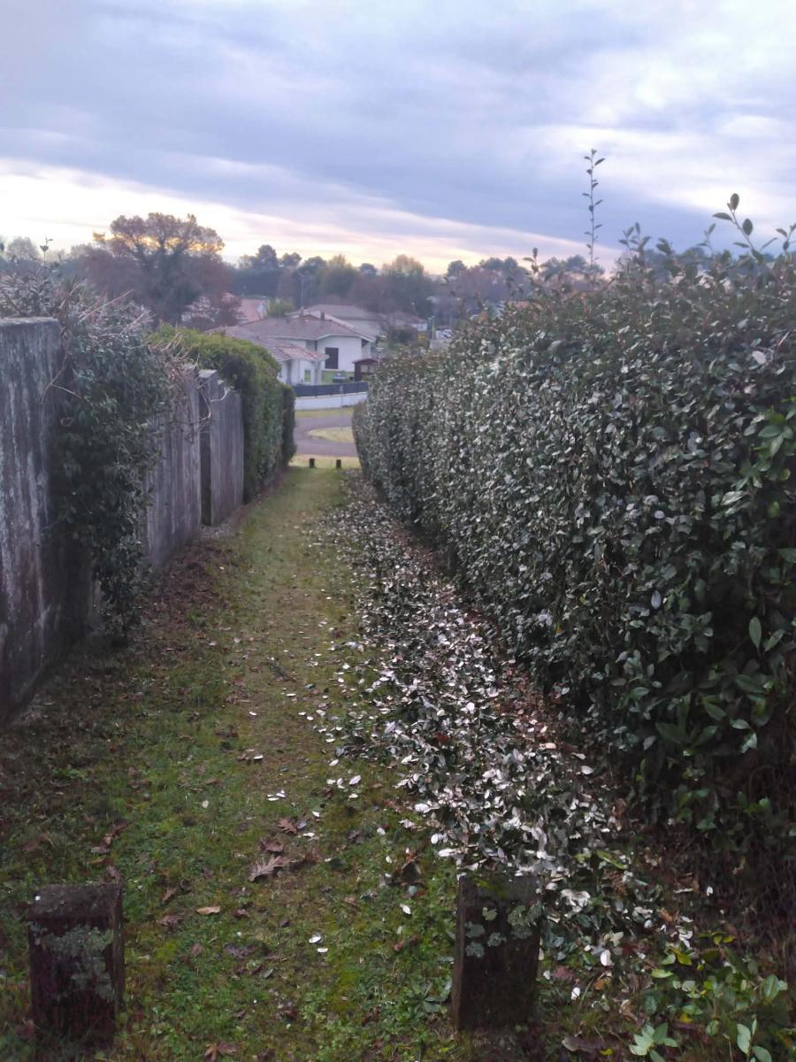 Chantier d'entretien de jardin réalisé par Daniel le jardinier, paysagiste, près de Ychoux
