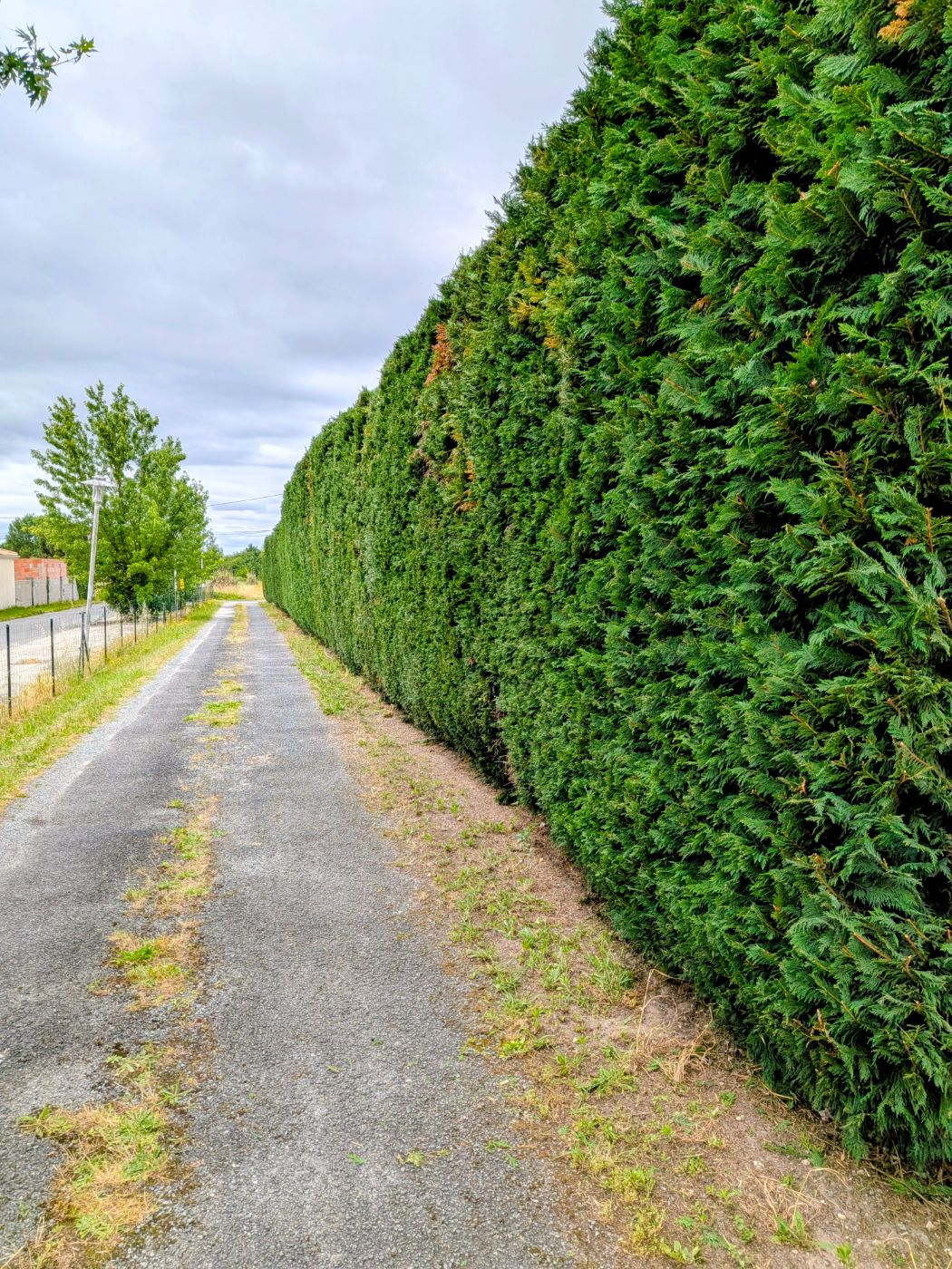 Taille de haïe saint André de cubzac, Saint-André-de-Cubzac, réalisé par François Jardinier