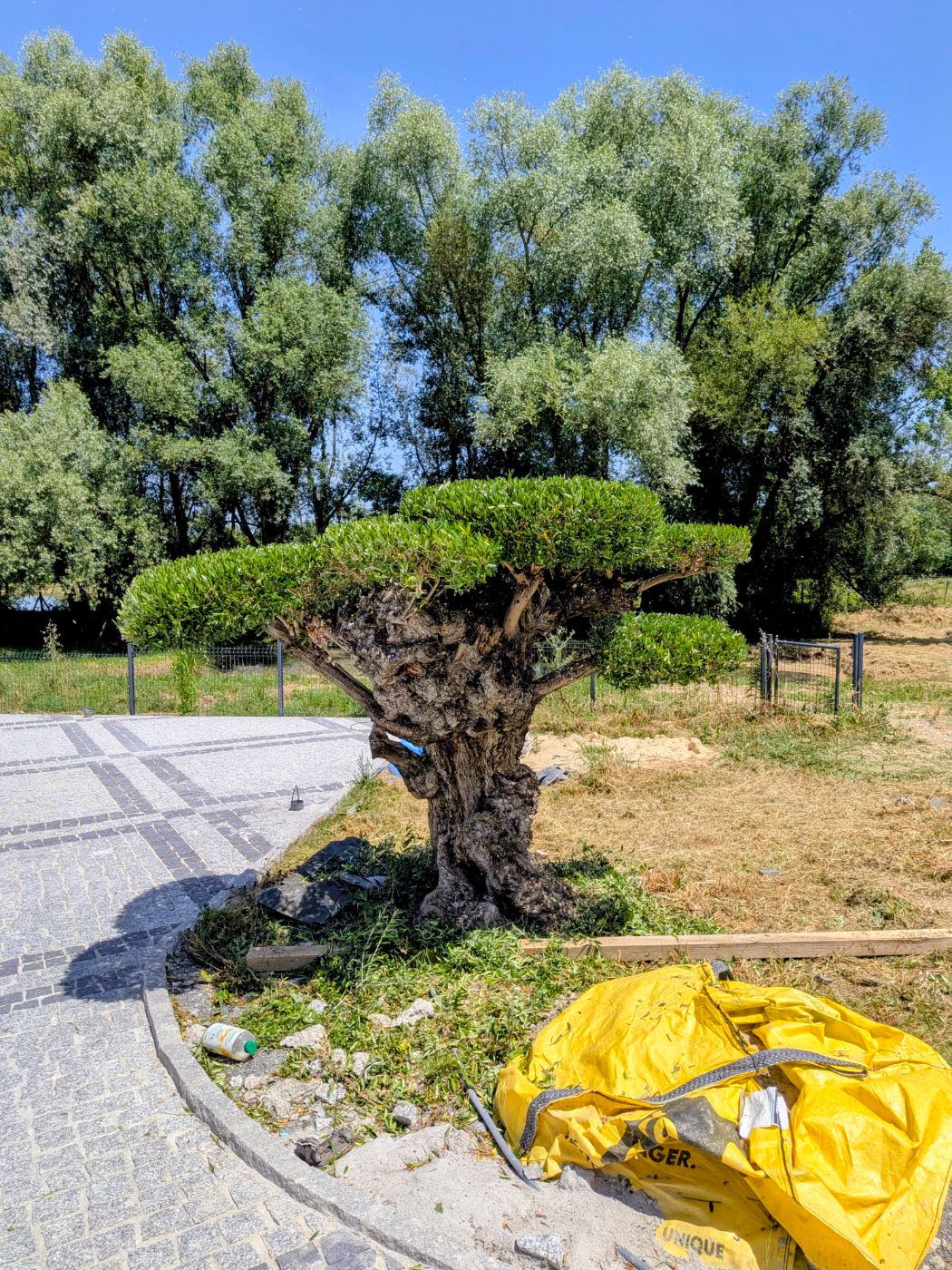 Taille d'oliviers plateau, Cavignac, réalisé par François Jardinier