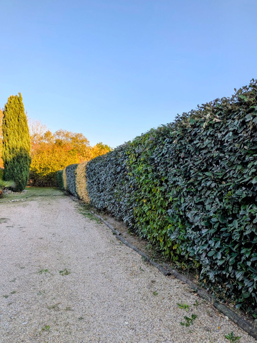 Taille de haïe Gauriaguet, réalisé par François Jardinier