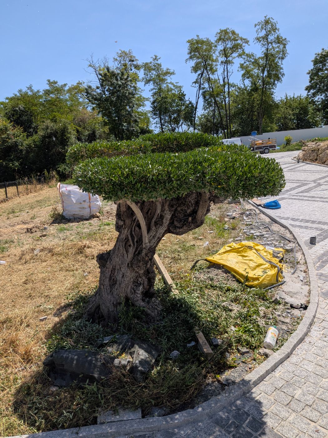 Taille d'oliviers plateau, Cavignac, réalisé par François Jardinier