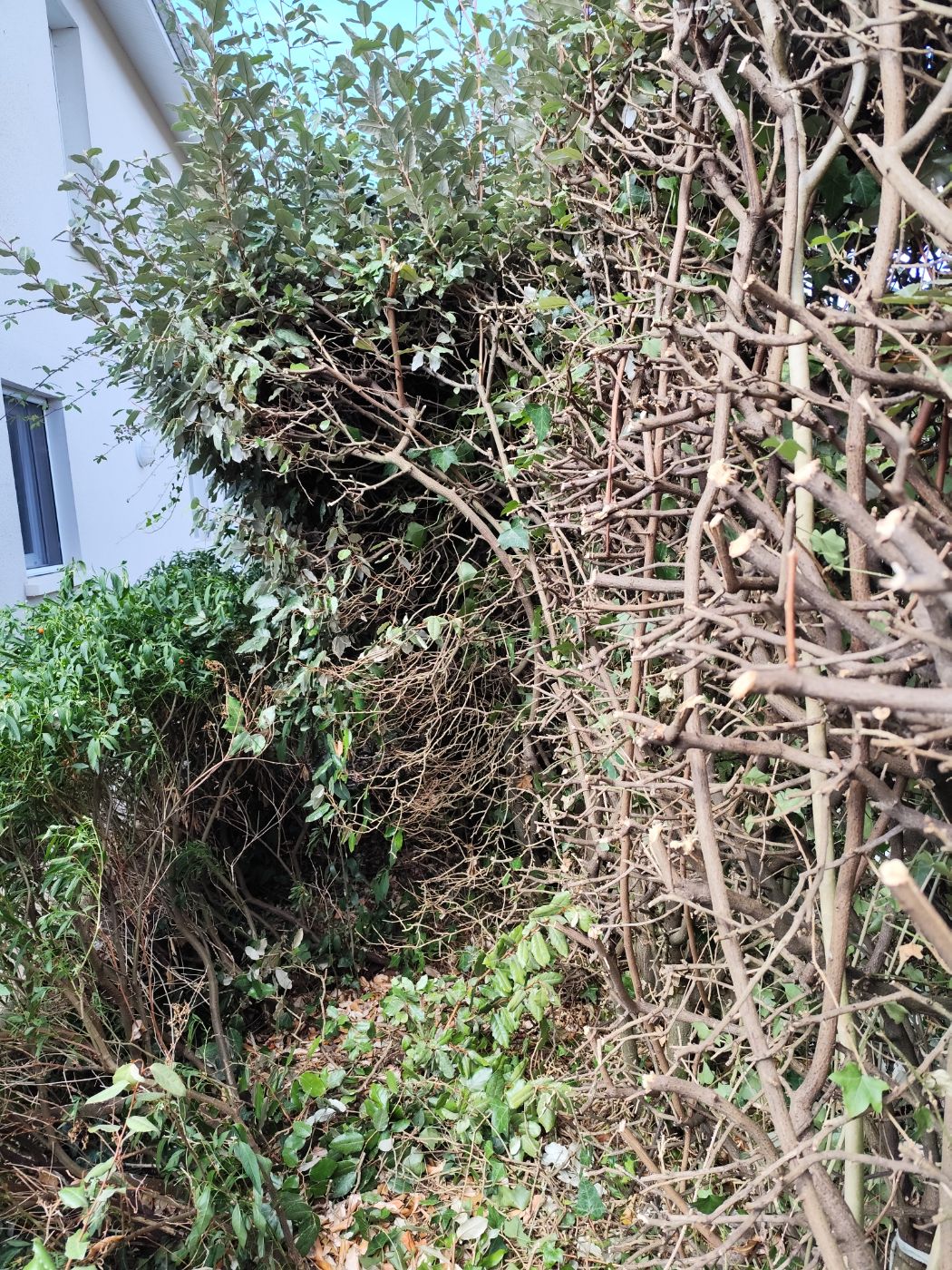 Rabattage de haie à Sanguinet, réalisé par G.Services40