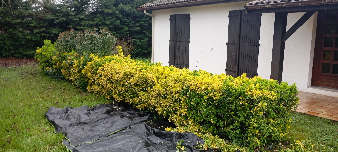 Taille haie, Saint-Denis-de-Pile, réalisé par Le Jardin de Yoann
