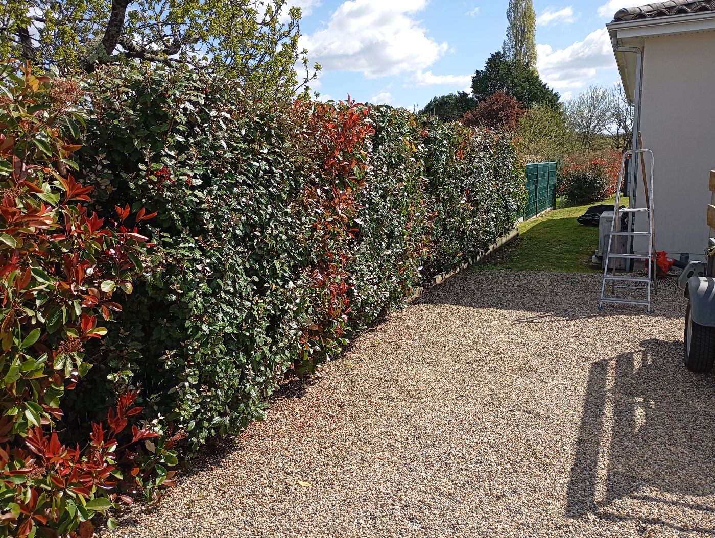 Taille de différentes Haies, Montagne, réalisé par Le Jardin de Yoann