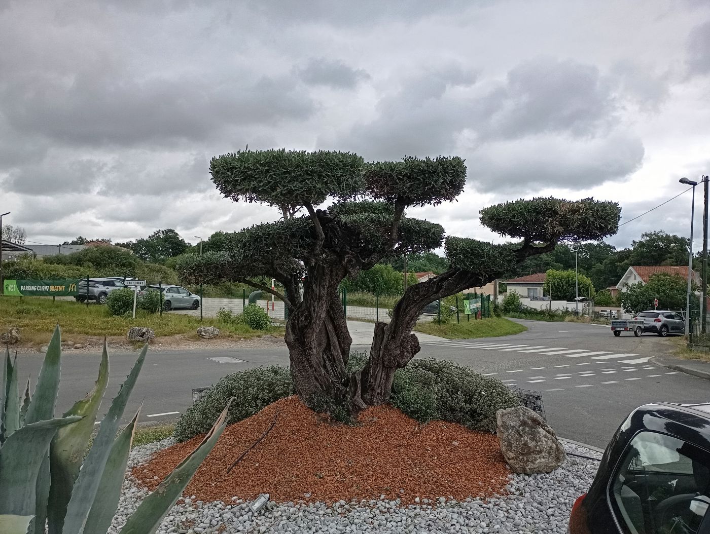 Entretien  d'olivier nuage, Montussan, réalisé par Le Jardin de Yoann