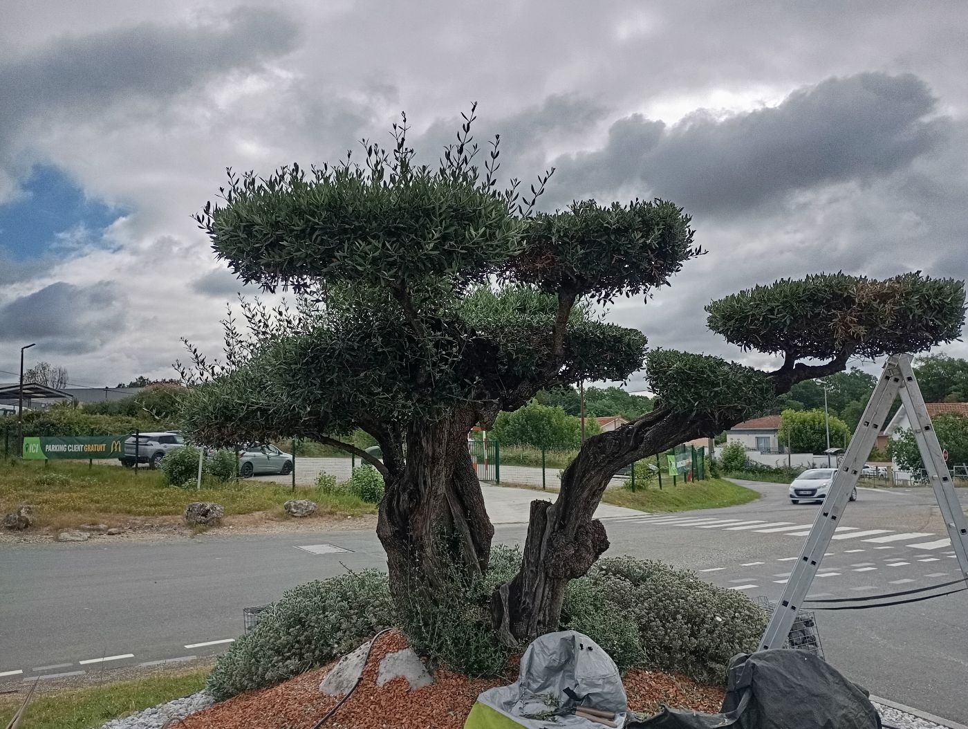 Entretien  d'olivier nuage, Montussan, réalisé par Le Jardin de Yoann