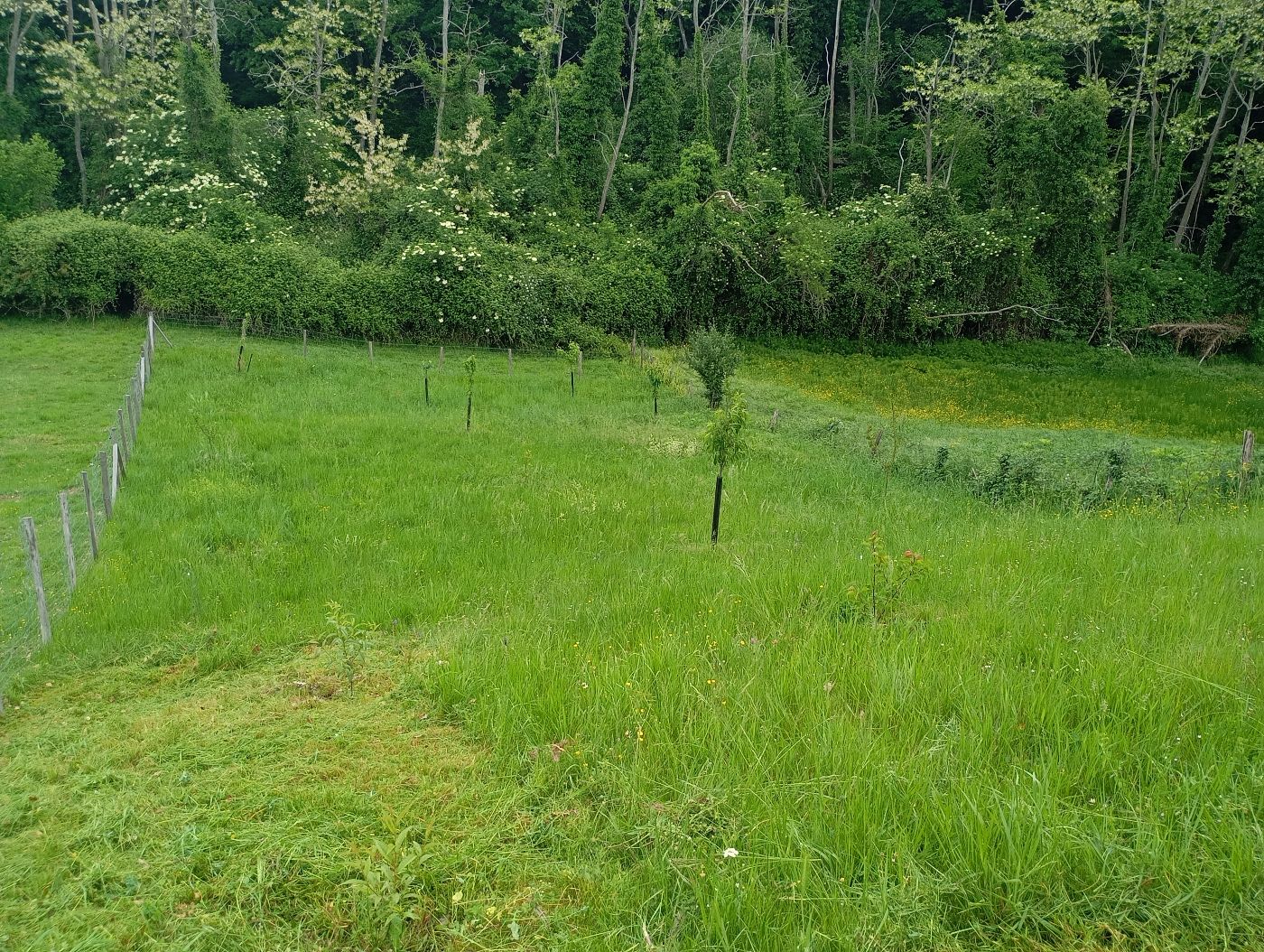 Débroussaillage d'un jeune verger, Puisseguin, réalisé par Le Jardin de Yoann