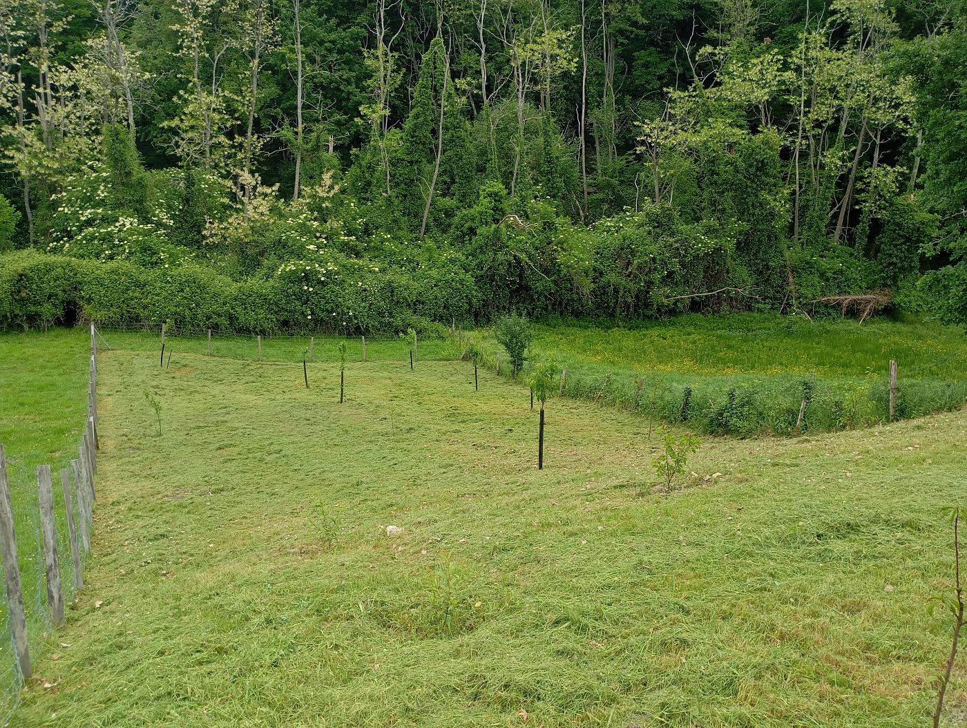 Débroussaillage d'un jeune verger, Puisseguin, réalisé par Le Jardin de Yoann