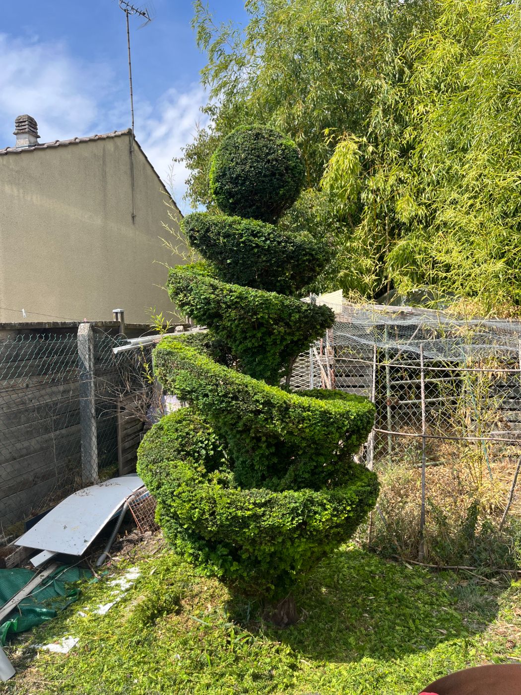Taille topiaire sur sujet d'ornement, Nancy, réalisé par Lefebvre Paysage