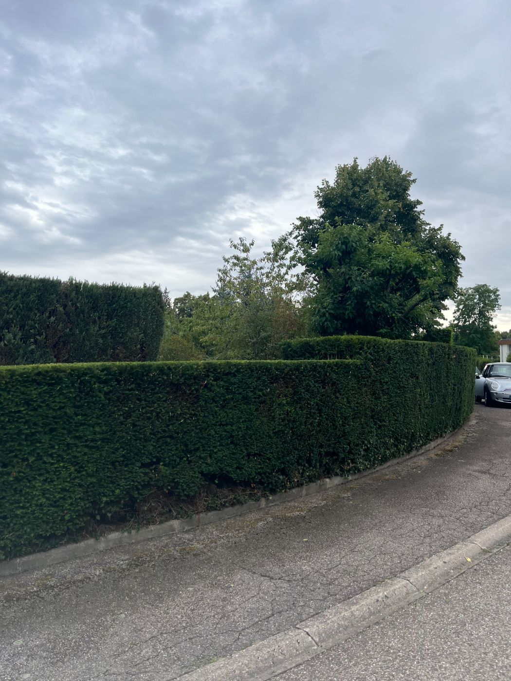 Taille et mise en forme d’une haie d’ifs, avec évacuation des déchets verts, Villers-lès-Nancy, réalisé par Lefebvre Paysage