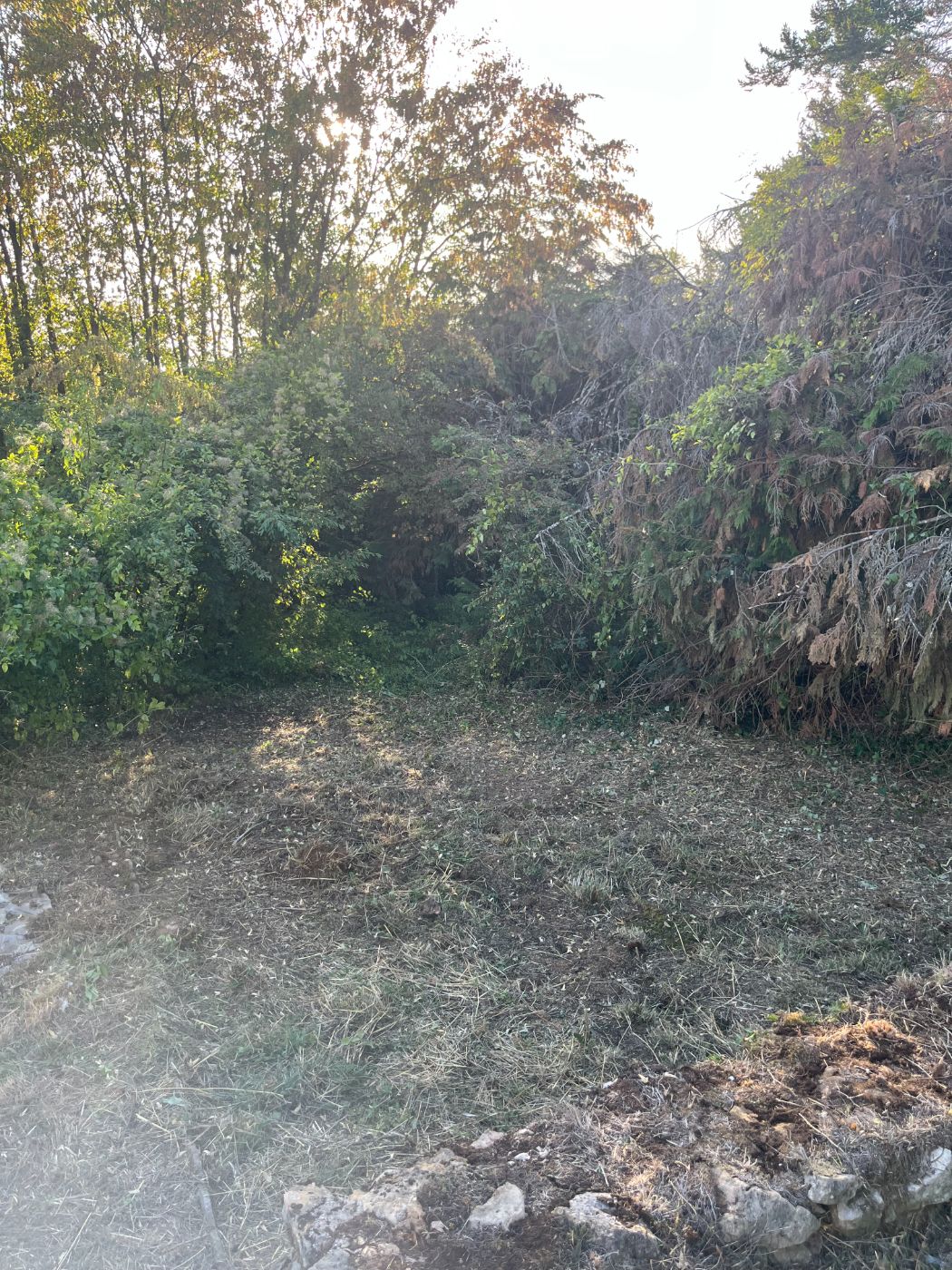 Remise en état et débroussaillage complet d'un terrain en friche, Lay-Saint-Christophe, réalisé par Lefebvre Paysage