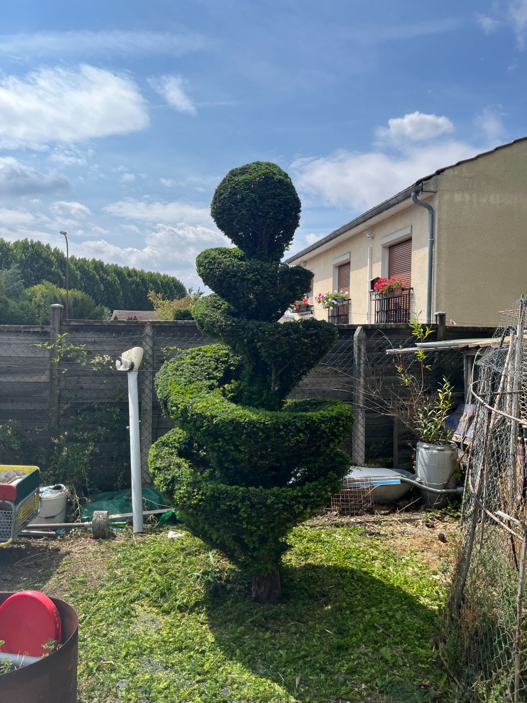 Taille topiaire sur sujet d'ornement, Nancy, réalisé par Lefebvre Paysage