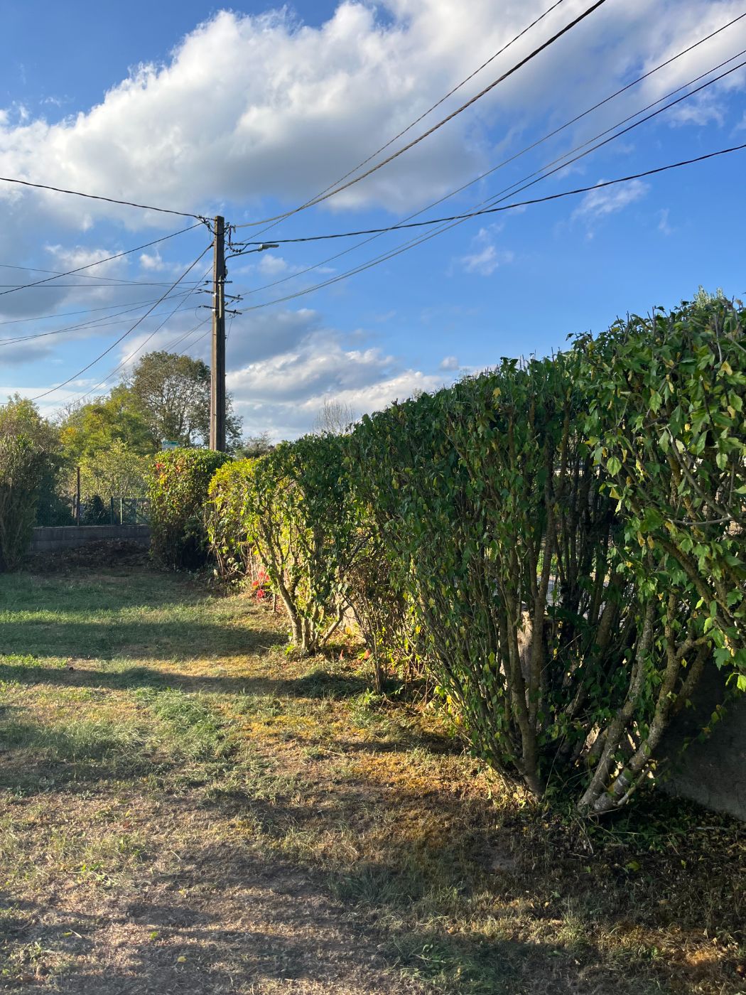 Remise en état paysagère : taille de haies et taille architecturale globale, Flavigny-sur-Moselle, réalisé par Lefebvre Paysage