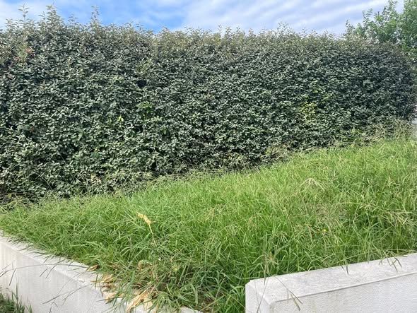 Avant l'intervention de LES JARDINS D'OIHAN, paysagiste du réseau Factotum