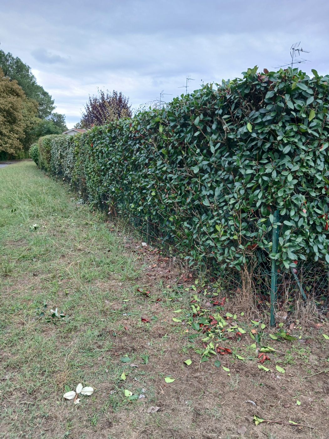 mise au propre avant hiver, Saint-Paul-lès-Dax, réalisé par les jardins landais