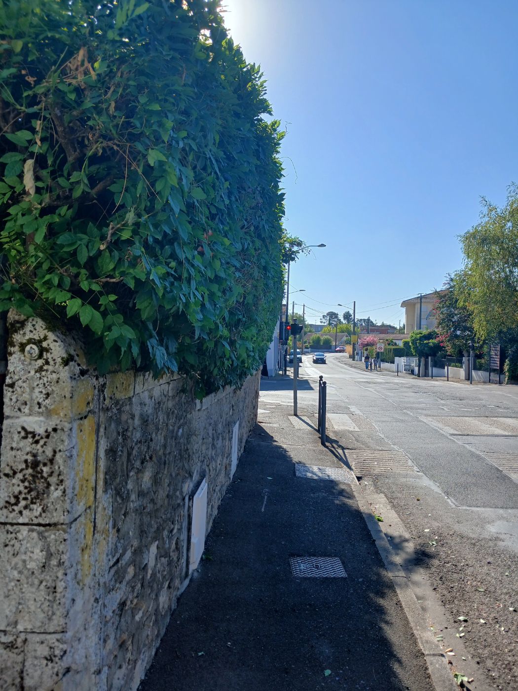 Taille de glycine ,petit élagage, Dax, réalisé par les jardins landais