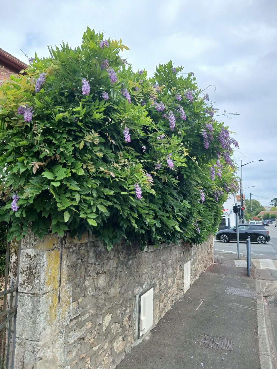 Taille de glycine ,petit élagage, Dax, réalisé par les jardins landais