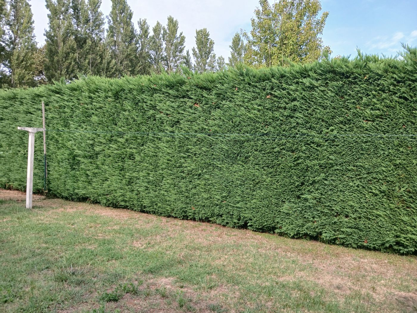 rabattage de haie, Hinx, réalisé par les jardins landais