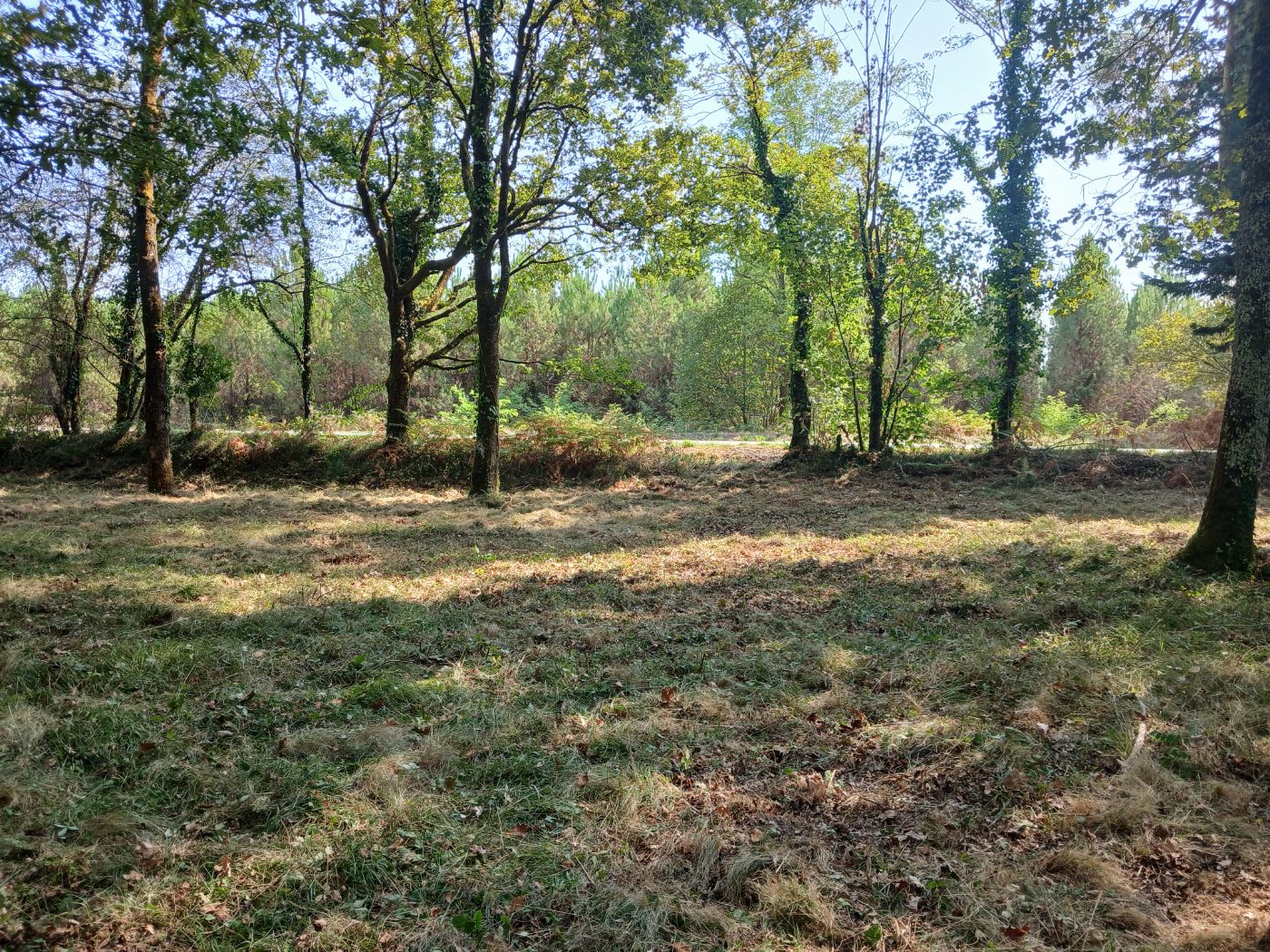 Terrain à l'abandon, Saint-Paul-lès-Dax, réalisé par les jardins landais