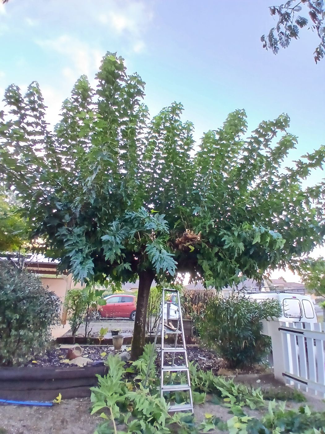 mise au propre avant hiver, Saint-Paul-lès-Dax, réalisé par les jardins landais