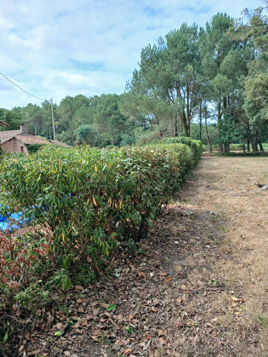 Chantier d'entretien de jardin réalisé par les jardins landais, paysagiste du réseau Factotum, près de Dax