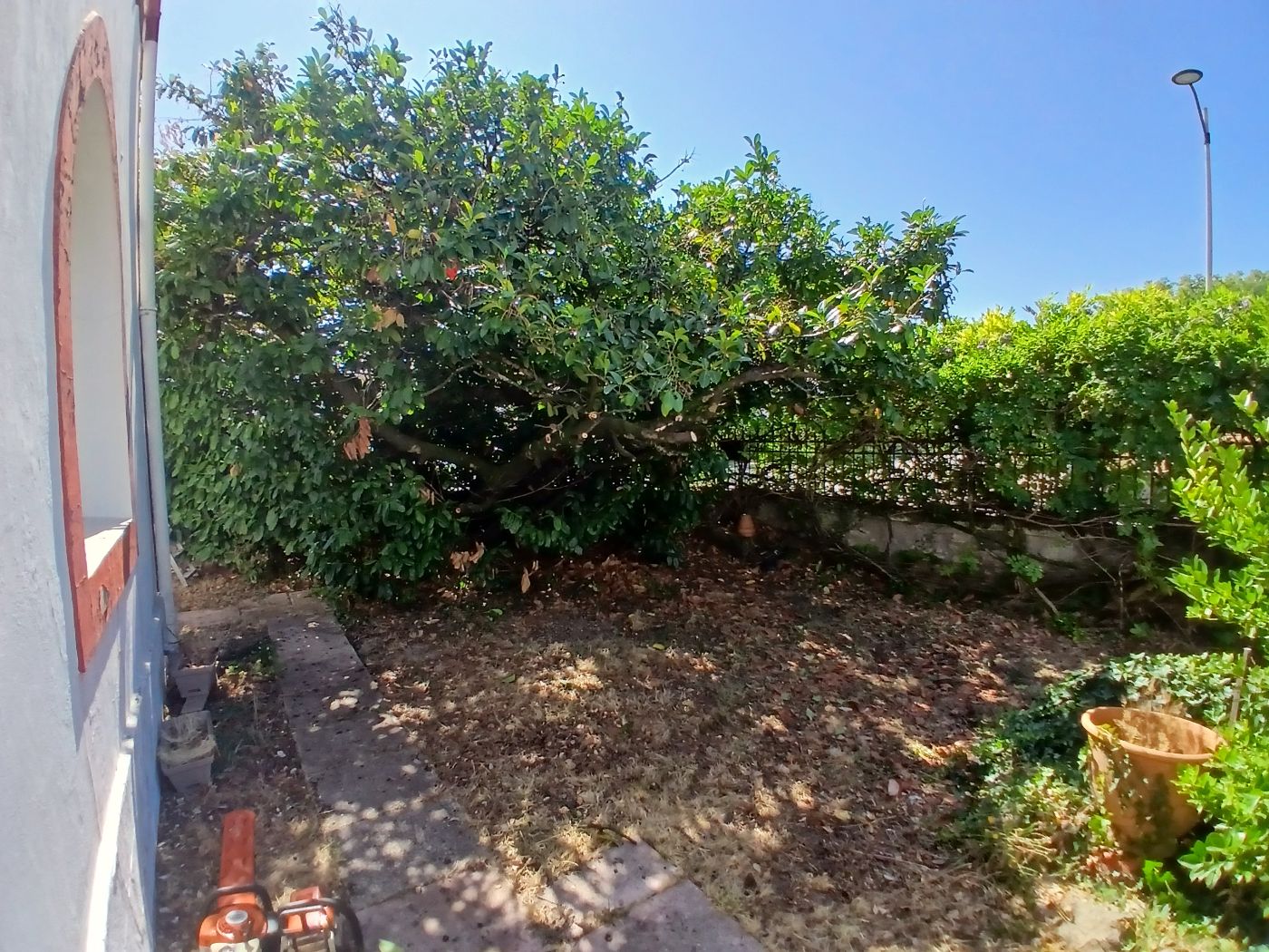 Taille de glycine ,petit élagage, Dax, réalisé par les jardins landais
