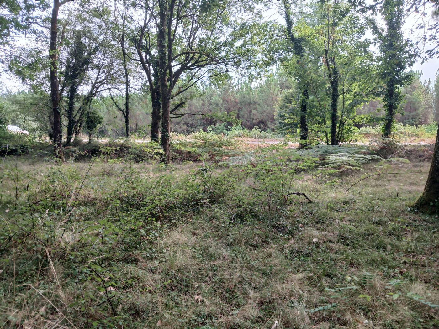 Terrain à l'abandon, Saint-Paul-lès-Dax, réalisé par les jardins landais
