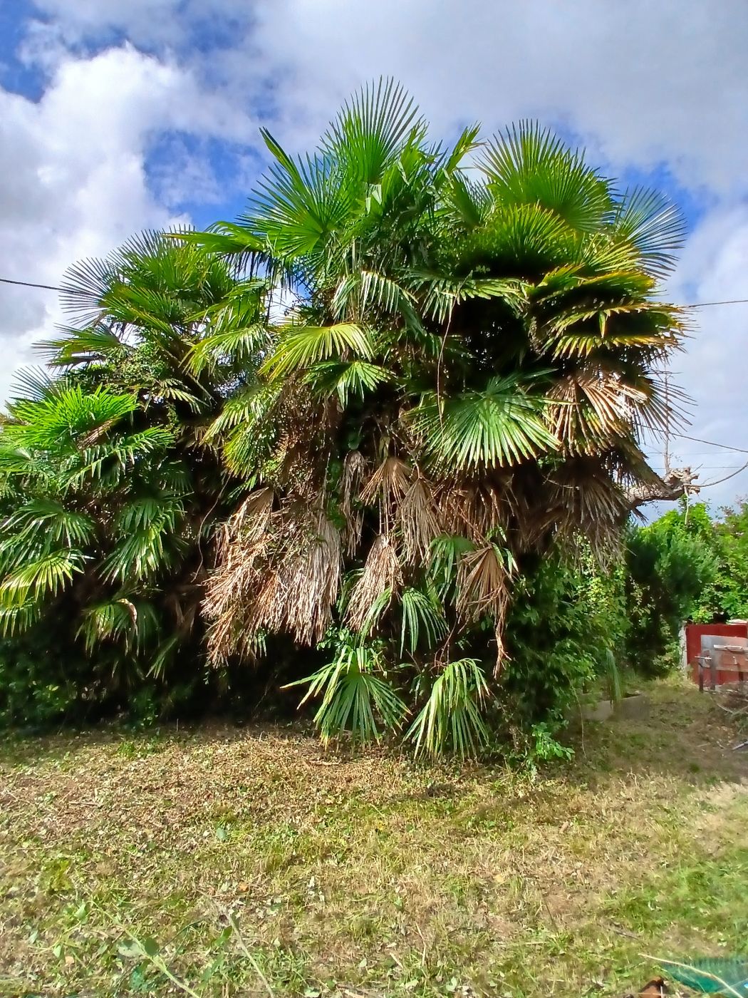 Débroussaillage,  nettoyage, Saubusse, réalisé par les jardins landais