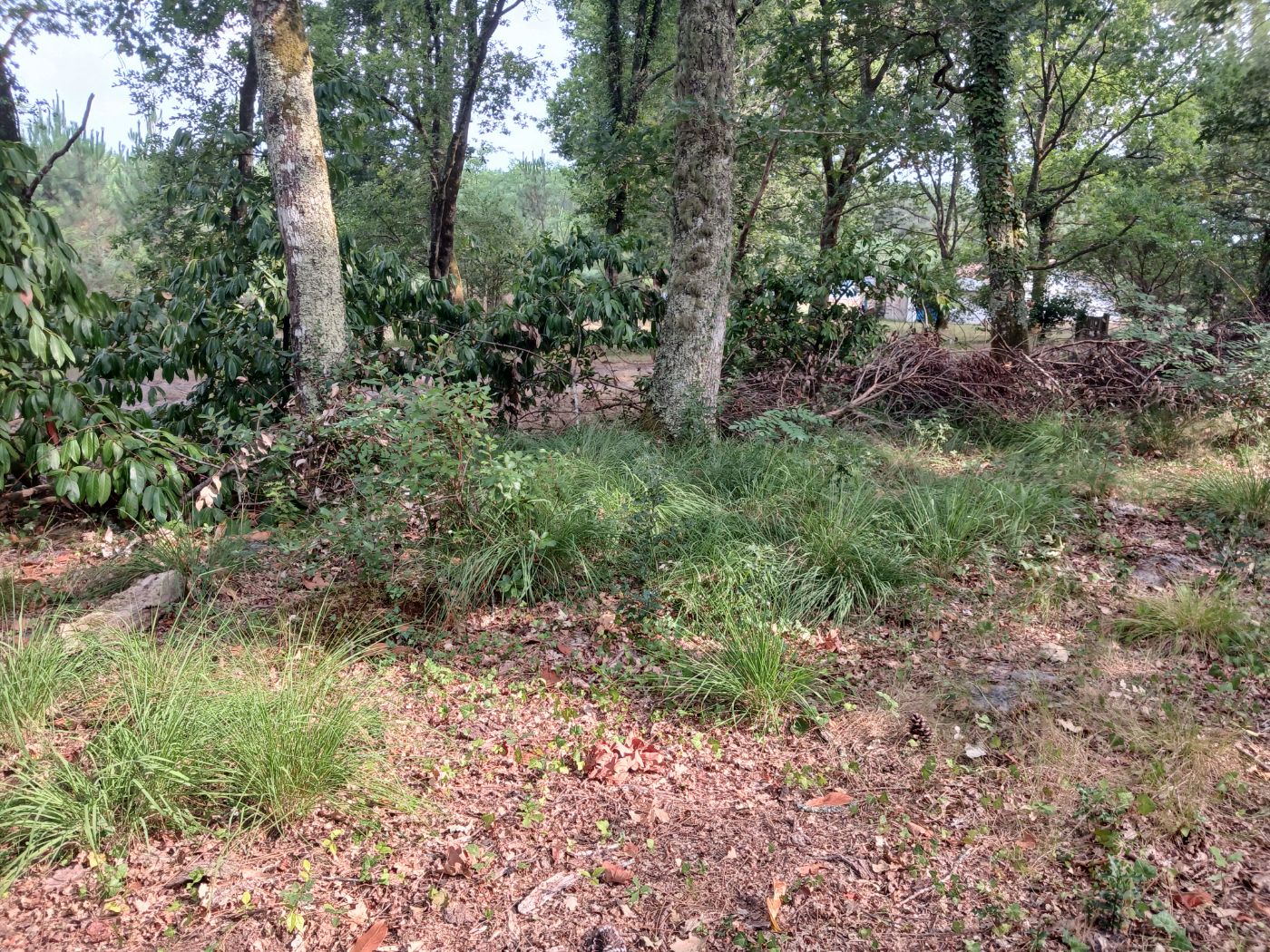 Terrain à l'abandon, Saint-Paul-lès-Dax, réalisé par les jardins landais